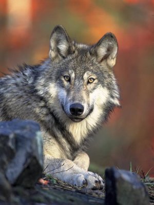 cover image of Sabrina and Her Wolf